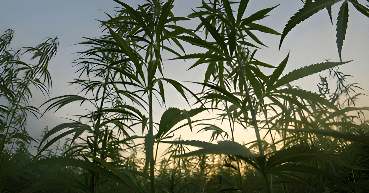 Third Annual 420 Expo Set to Showcase New Jersey's Cannabis Industry