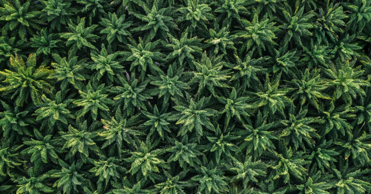 Kentucky Officials Push to Expand Medical Cannabis Eligibility