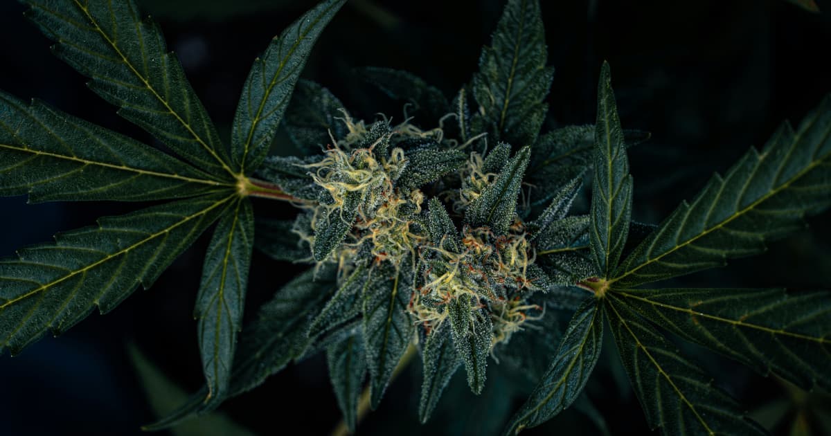 Green Monke Expands Distribution to Virginia Market, Positioning for Northeast Growth